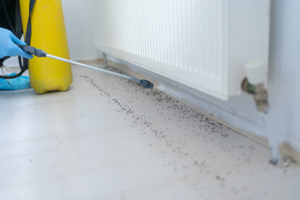 Best Pest Removal Services  in Conrad, MT